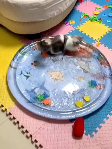 ที่นอนเย็น  เบาะน้ำพองลม 3 มิติ พร้อมปูปลาดุ้กดิ้กในน้ำ เบาะเป่าลม ของเล่นแมว