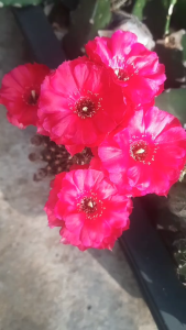 XƯƠNG RỒNG Lobi hoa Tím - Hoa To đẹp - Có tặng kèm chậu nhựa nhỏ