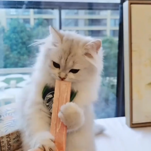 Canine Pet Cat Dog Starbuckss Barista Apron Pet Apparel Fashion Costume Pet Work Clothes