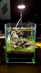 Lampu Aquarium Mini Aesthetic Bulat: Lampu Ikan Cupang Guppy Ikan Hias Lampu LED