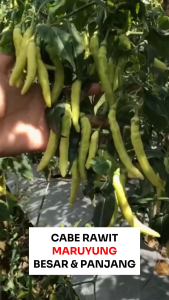 Benih Cabe Rawit Maruyung Plus10 Gram 2000 an biji Cabai Unggul Cap MMT Tahan Penyakit Buah Lebat
