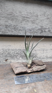 Tillandsia Ionantha x bulbosa with wood / airplant/ 空气凤梨- 精灵x 章鱼