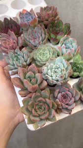 ComBo 15 cây Sen Vỉ (2-3cm) xuất xứ Đà Lạt già cây thuần khí hậu.( giao ngẫu nhiên )