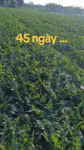 Hạt giống dưa hấu Đại Long 99 goi 20gram Tặng gói Canxi giúp tăng đậu trái