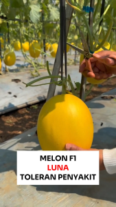 Benih Melon F1 LUNA 5 BIJI: Panduan Lengkap