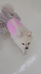 Maxima Dog Small Breed แม็กซิม่า อาหารเม็ดสุนัขโตพันธุ์เล็ก อายุ 1 ปีขึ้นไป ขนาด 1 Kg และ 2 Kg