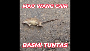 Paket 50 Biji Maowang CAIR MERAH Racun Tikus Kualitas Super