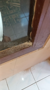 Pembasmi Nonor Kayu CLEN: Obat Anti Nonor Semprot Spray 285ml