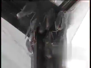 máy đuổi côn trùng pest reject giá tốt  Máy đuổi côn trùng Pest Reject (loại tốt) Máy đuổi côn trùng Pest Reject an toàn hiệu quả  [Pest Reject] Máy Đuổi Côn Trùng Bằng Sóng Siêu Âm