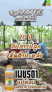 ป้องกันเพลี้ยแป้ง 500cc เสริมสร้างประสิทธิภาพการสังเคราะห์แสง เพิ่มจำนวนหัวมันหัวดก เพิ่มการแตกราก เพชรดำแช่ท่อน