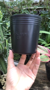 Chậu nhựa C5 trồng cây ươm cây