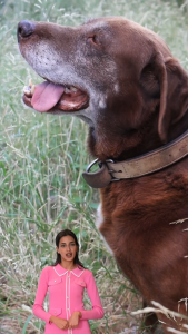 Haemomaxx Liquid Supplement for Dogs and Cats