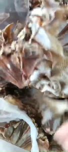 KHÔ CÁ ĐUỐI TRẮNG XẺ VẠT ĐUỐI LẠT KHÔNG TẨM GIA VỊ - VỰA KHÔ YẾN VY