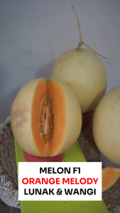 Benih Melon F1 ORANGE MELODY 5 biji Known You Seed