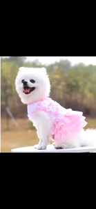 【Trending】 Whisker Pet Dog Clothes Puppy Lace Gauze Dress Clothes For Small Dog Stripe Sling Princess Skirt Fashion Birthday Party Wedding Cute Cat Tulle Dress