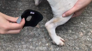 【Free Returns】 Whisker FENGCY Dog Support Brace 1 pcs Protective Case for SmallMiddleLarge Dog Lightweight Dog Leg Brace