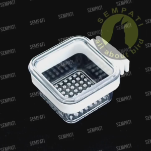 Cepuk Kroto Transparan & Kotak Maxglo: Wadah Ulat Jangkrik untuk Pakan Burung Murai Kacer