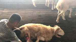 3500W Trimmer Animal hair Cutter Electric Sheep Goats Shearing Sheep Wool Scissors Clipper Adjustable 6 Speed 13 Teeth
