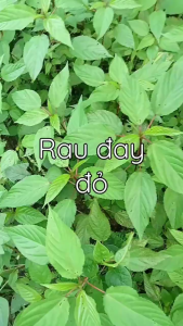 Hạt Giống Rau Đay Đỏ -gói 20gram-nảy mầm 90%