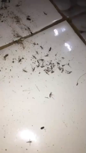 1 กิโล ธูปจัมโบ้ยาว ธูปปีมงคล สีม่วงสูตรยุงดื้อ ธูปไล่ ยุง ธูปตะไคร้ ประมาณ 90-102 ก้าน จุดได้นาน 2 ชั่วโมง 40 นาที ธูป กำ จัด ยุง