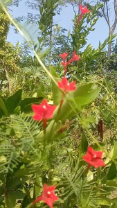 Benih Bunga Songgolangit Rincik Bumi Merah