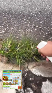 Dr Settle Spray Rumput Liar 100G Serbuk Grass Killer Control Spray