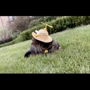 Whisker MOLAMGO Cute Dog Straw Bamboo Pet Hat