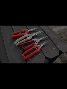 1Pcs Bonsai Fruit Branch Picking Scissors Stainless Steel Grape Pruning Scissors Grape For Garden