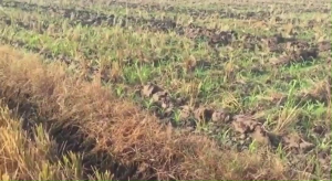 Herbisida GANDEWA 550 SC 250ml | Basmi Rumput/Gulma Selektif Jagung Tidak Mati