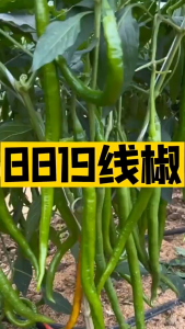 Benih Lada Cili Panjang Pedas ( 30seeds ) / 红线椒籽 /Extra-long Line Pepper Pepper Seeds
