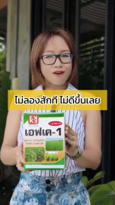 ต้นข้าว ใบเหลือง ระหว่างเส้นใบ เมล็ดและน้ำหนักลดลง อาจเกิดจากการขาดธาตุแม็กนีเซี่ยม ใช้ ปุ๋ยFK-1