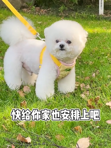 【Meoof】Cute Dog Cat Collar Leash Harness Dog Rope Dog Chain Poodle Pomeranian French Bulldog Corgi 狗狗可爱背心牵引绳