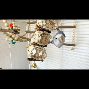 🇸🇬 Bird Perch Natural Wood Stand Parrot Toy Branch Platform with Paw Grinding Stick - Combo Playset