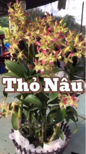 HOA LAN THỎ NÂU