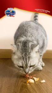 Thức Ăn Cho Mèo Hạt Silver Spoon Cao Cấp - Miki Petshop