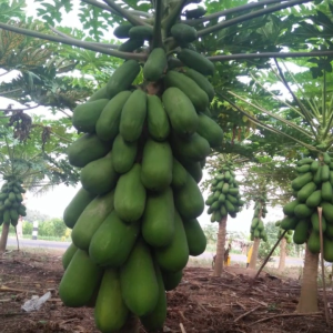 BENIH PEPAYA CALIFORNIA NIRINA ISI 10 GRAM CAP TIGA DAUN