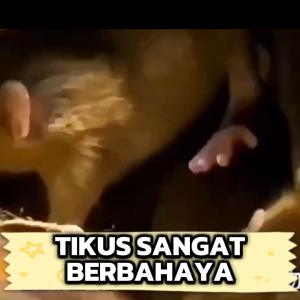 5 PCS Pil Kamper Pengusir Hama Tikus Serangga Ramah Lingkungan