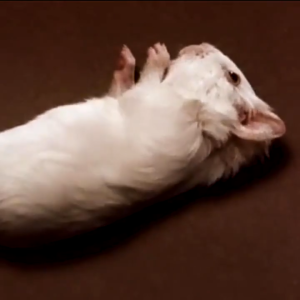 Japan Rat Killer Spray 500ml Rat repellent for car engine Mouse Repellent Spray Original Powerful Rat Repellent Spray Anti Rat Spray Rat killer Rat repellent for home Uses Multi Area Household Car Engine Motor Office Pipe