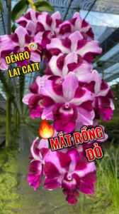 HOA LAN DEN LAI CAT MẮT RỒNG ĐỎ