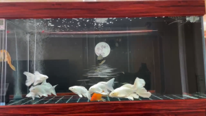 Túi Lọc YEE Chống Tràn 2 Lớp Cao Cấp Dành Cho Bể Cá - Túi Lọc Giữ Cặn Bẩn lọc sạch bụi mịn