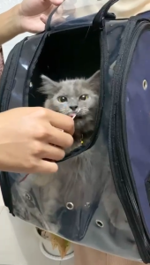 PET CARGO ASTRONOT 3 PINTU JENDELA ZIPPER TERBARU BAHAN TAHAN AIR KOKOH TEBAL MUAT 2 KUCING DEWASA