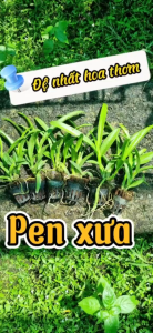 HOA LAN NẮNG THƠM PENSODA XƯA CÂY GIỐNG 7-12CM