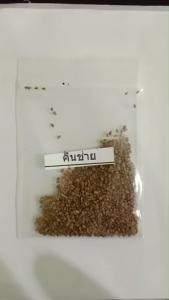 เมล็ดพันธุ์คื่นช่าย ซองละ 5 บาท