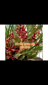 HOA LAN TÓC TIÊN HƯƠNG DỪA