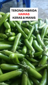 Terong Hijau Panjang 500 Biji: Panduan Lengkap