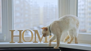 Wireless Pet Water Fountain with motion sensor