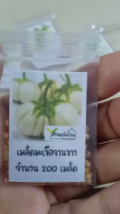 200 เมล็ด มะเขือจานขาว เมล็ดมะเขือจานขาว มะเขือจาน เมล็ดมะเขือจาน
