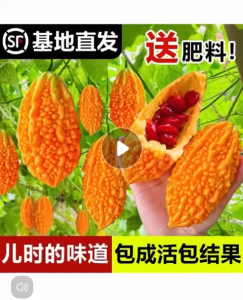 Golden Leper Grape Seeds (4 seeds) /小赖瓜种子/Golden Small Melon Bitter Gourd Seeds