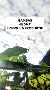 Benih Gambas Oyong Hibrida HILDA F1 10 Gram Asli Cap TIGA DAUN Unggul & Produktif