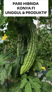 Benih Pare Hibrida KONYA F1 10 Gram Asli Cap TIGA DAUN Unggul & Produktif